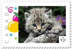 MAINE COON KITTEN = KATZE = Bild Porto Kanada 2019 [p19-04-s14] postfrisch ss - Bild 1 von 2