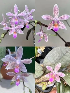 Rare! Phal. Li'l Bit, very fragrant (21LA) - Picture 1 of 4