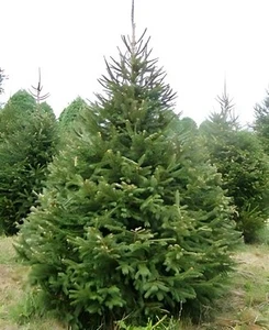 Pack Of 2 Live Norway Spruce Trees Evergreen 2ft Tall Christmas Trees Hedge - Picture 1 of 1