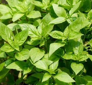Holy Basil Ocimum Sanctum - 900x Seeds - Herb - Picture 1 of 1