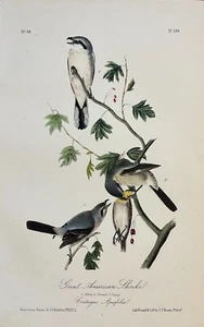 Audubon Great American Shrike Plate 236 Birds Of America 1st Ed Royal Octavo - Imagen 1 de 3
