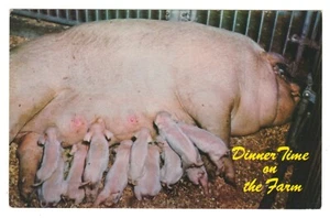Vintage Unposted Dinner Time on the Farm Sow With Piglets Omaha Nebraska - Imagen 1 de 2