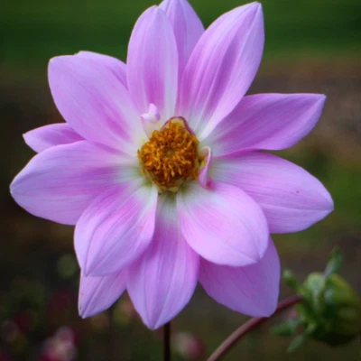 Dahlia pinnata Dwarf Mix - 50 to 1000 Seeds | Garden Summer-Autumn Flowers | UK - Image 1 of 4