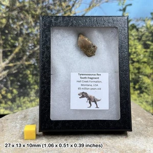 Authentischer Tyrannosaurus Rex Zahn (teilweise) - Dinosaurier Fossil - Hell Creek - Bild 1 von 1
