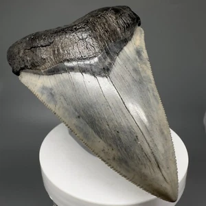 Beautiful Blue, Grey, and Cream X-Lg 3.72" Fossil CHUBUTENSIS Shark Tooth - USA - Picture 1 of 7