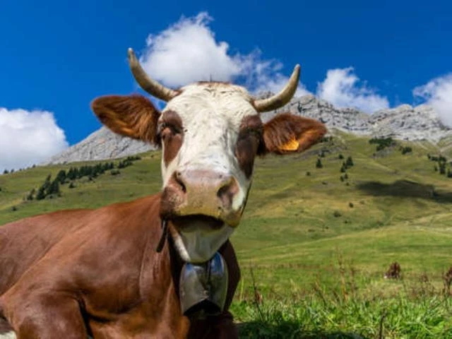 Wandbild: Kuh in den französischen Alpen in der Nähe des Mont Blanc (154387102) - Bild 1 von 1