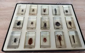 Vintage Set of Beetles and Insects Drenched in Epoxy Resin - Picture 1 of 12