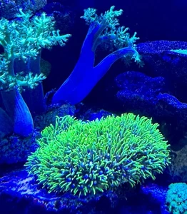 Green Star Polyp GSP Toxic Green Coral Frag Soft and Beginner Friendly WYSIWYG - Picture 1 of 4