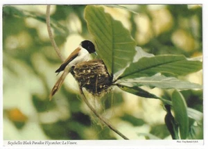 SEYCHELLEN / VÖGEL - BLACK PARADISE FLIEGENFÄNGER John Hinde 1987 Postkarte - Bild 1 von 2