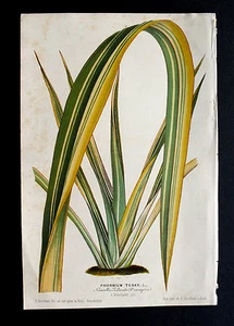 1860.Horto Van Houtteano:Feine handkolorierte Lithos..Phormium Tenax L.. - Bild 1 von 1
