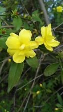 Pianta di Gelsomino Jasminum Giallo Rampicante Gelsomino rampicante vaso 7