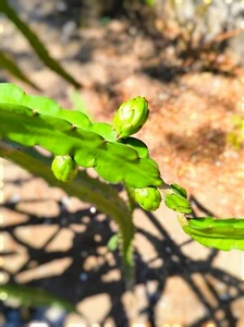 3X Dragon Fruit cuttings White (Pitaya) - Picture 1 of 8