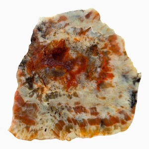 Coprolite Slab - Pink Red Splotches - Utah Fossil - Picture 1 of 4