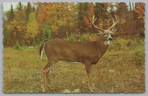 The Buck, A Friendly Inhabitant Of Algonguin Park, Ontario, Canada, Vintage Post - Picture 1 of 2