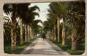 Postal 1911 Los Ángeles California A Palm Drive Newman Post Card Co. publicada - Imagen 1 de 7