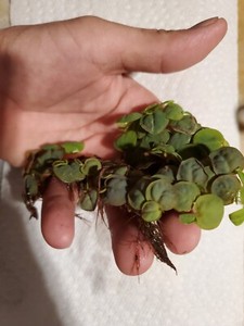 ☆30+ LEAF!☆RED ROOT FLOATERS☆ ☆BUY 2 GET 1 FREE!!☆SUPER RED!!☆EXCELLENT VALUE!!☆