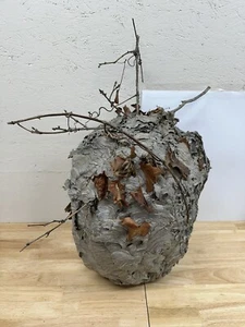 Großes echtes Hornissennest Bienenstock Papier Wespe Biene Dekor Wissenschaft Schule Taxidermie - Bild 1 von 11