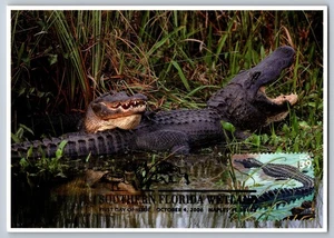 #4099i Southern Florida Wetland American Alligator FDC Maxi Card w/Pict Cancel - Picture 1 of 2