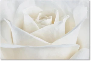 ALI1777-C3047GG Pure White Rose by Cora Niele, 30X47-Inch, 30 in X 47 In - Picture 1 of 1