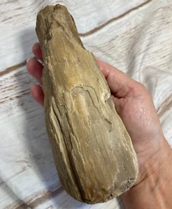 Petrified Wood Natural Rough from Montana USA ~7.5"x2.5"x2" 1 lb 10.3 oz #801 - Picture 1 of 9