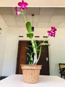 A special package 30pots Plant Flower Pot Garden Planter Nursery Containers new - Picture 1 of 6