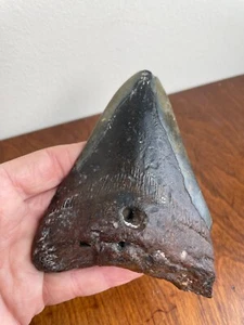 Megladon Tooth- Aprox 5 1/8th(Long Side). Nice colors. Root Is A Mix Of Matrix - Picture 1 of 13