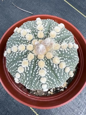 Astrophytum asterias asterias cv. Olla Rensei 6” Foto 1 de 4