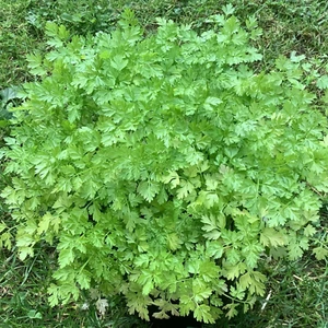 Herb Seeds - 'Slowbolt' Coriander Seeds - 1g (Average 100 Seeds) - Picture 1 of 1