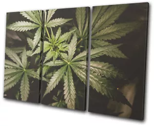 Quadro Stampa Marijuana Cannabis Droga Verde Hobby TREBLE CANVAS WALL ART - Foto 1 di 1