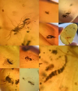 10 pieces authentic Myanmar insect Amber specimen fossil dinosaur age 4.13-12 - Picture 1 of 12