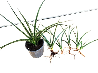Snake Plant Fernwood Mikado Sanseveria Pesticide Free Florida Fresh. - Image 1 of 4