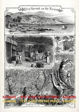 Olive Harvest French Riviera Monaco 4 Views, Large 1870s Antique Print & Article