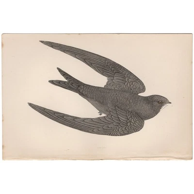 Morris antique bird print 1863 hand-colored engraving Plate 74 Swift - Image 1 of 3