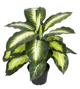 Dieffenbachia factice en pot H38cm feuilles tergal enduit superbe - Bild 1 von 2
