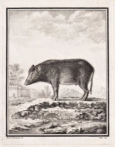 Tailandia cerdos cerdo Siam cerdo grabado en cobre grabado Buffon 1780 - Imagen 1 de 1