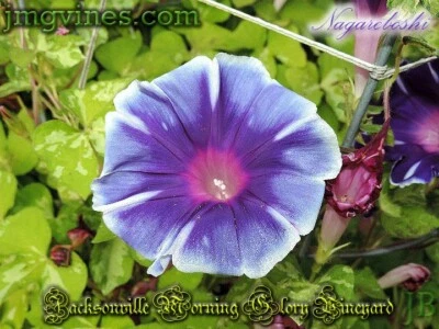 Nagareboshi Japanese Morning Glory 6 unidades Foto 1 de 4