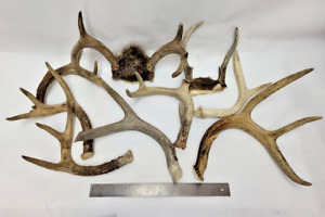 4.5 pounds Whitetail Deer Antler Sheds for collecting , carving or crafts
