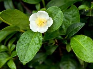 Camellia Sinensis Tea Plant Green Tea Plant Variety As Pictured Shipped Potted
