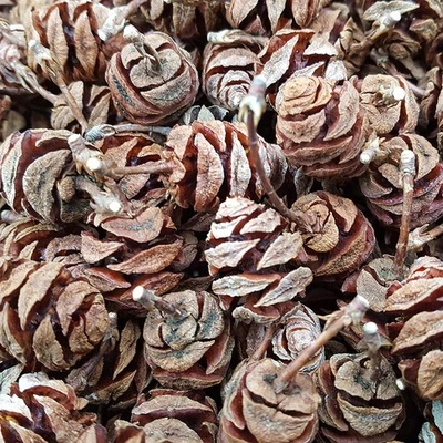 🌲Zapfen vom Mammutbaum ca. 180 klein für Deko, Advent, Basteln, Floristik Kranz - Bild 1 von 4