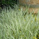 Aquatic Plant Variegated Sweet Flag (Acorus calamus varigatus) Free UK Postage