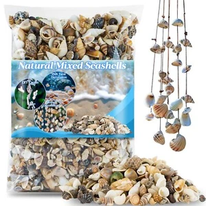 Tiny Seashells for Crafts - Sea Shells Mixed Ocean Beach Seashells Small Mixe... - Picture 1 of 6