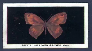 SMALL MEADOW BROWN - Original 1920's BRITISH BUTTERFLIES Cigarette Card - Picture 1 of 2