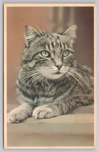 Retrato de gato atigrado gris de la década de 1950, impreso Bélgica, postal sin publicar de Alfred Mainzer - Imagen 1 de 2