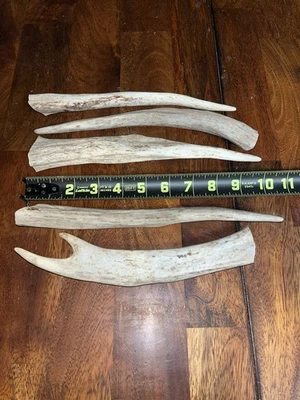 Antler Dog Chew - Large (8-10”) - Image 1 of 4