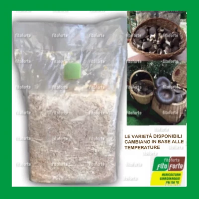 SUBSTRATO PER COLTIVAZIONE DI FUNGHI PANI BALLETTA KIT CARDONCELLI BALLETTE