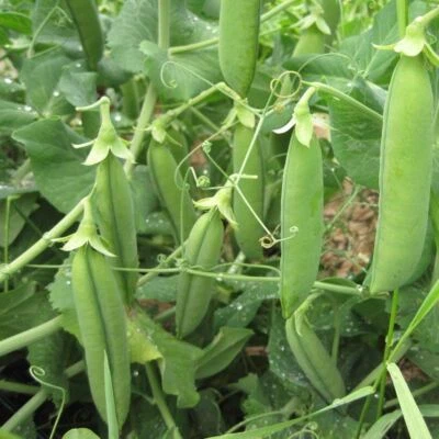 PEA (SHELLING) Telephone/ Alderman 25 seeds-1kg Autumn Winter vegetable garden - image 1 of 3