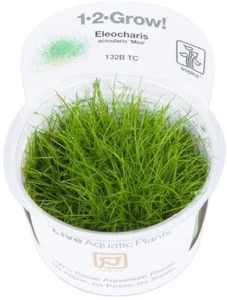 Eleocharis acicularis ''Mini'' In-Vitro 1-2 Grow Wasserpflanzen - Bild 1 von 1