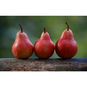 Red Bartlett Pear Tree (Bare-Root, 3 Ft. to 4 Ft. Tall, 2-Years Old) - Picture 1 of 12