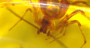 Spider with Fangs and Spinnerets Displayed in Dominican Amber Fossil Gemstone - Picture 1 of 10