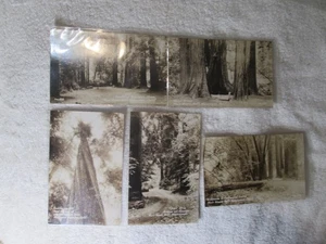 5 Muir Woods National Monument CA Vintage RPPC Photo Postcard Circa 1945 Unused - Picture 1 of 6